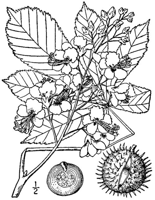 Marronnier d'Inde