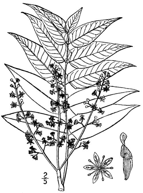 Ailante glanduleux