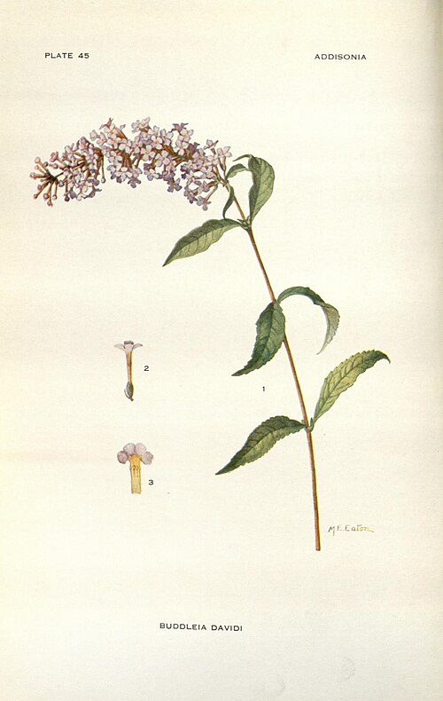 Buddleia de David