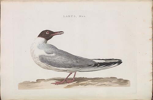 Mouette rieuse
