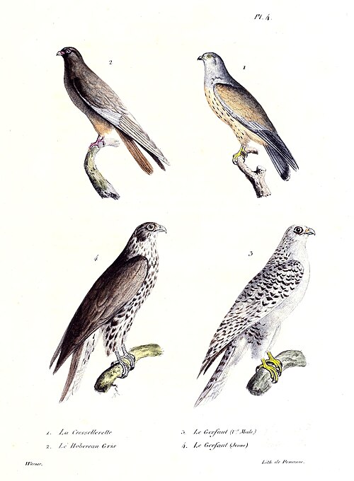 Faucon crécerelle