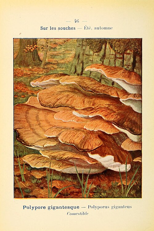 Polypore géant