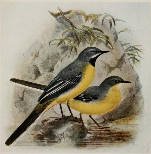 Bergeronnette des ruisseaux