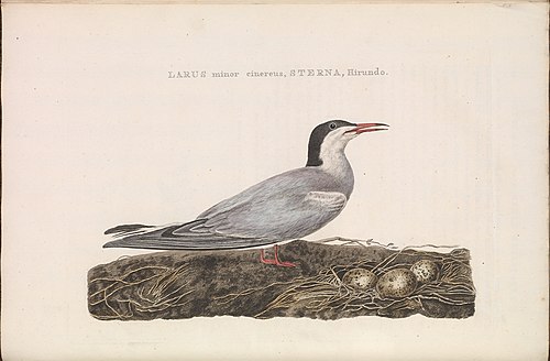 Sterne pierregarin